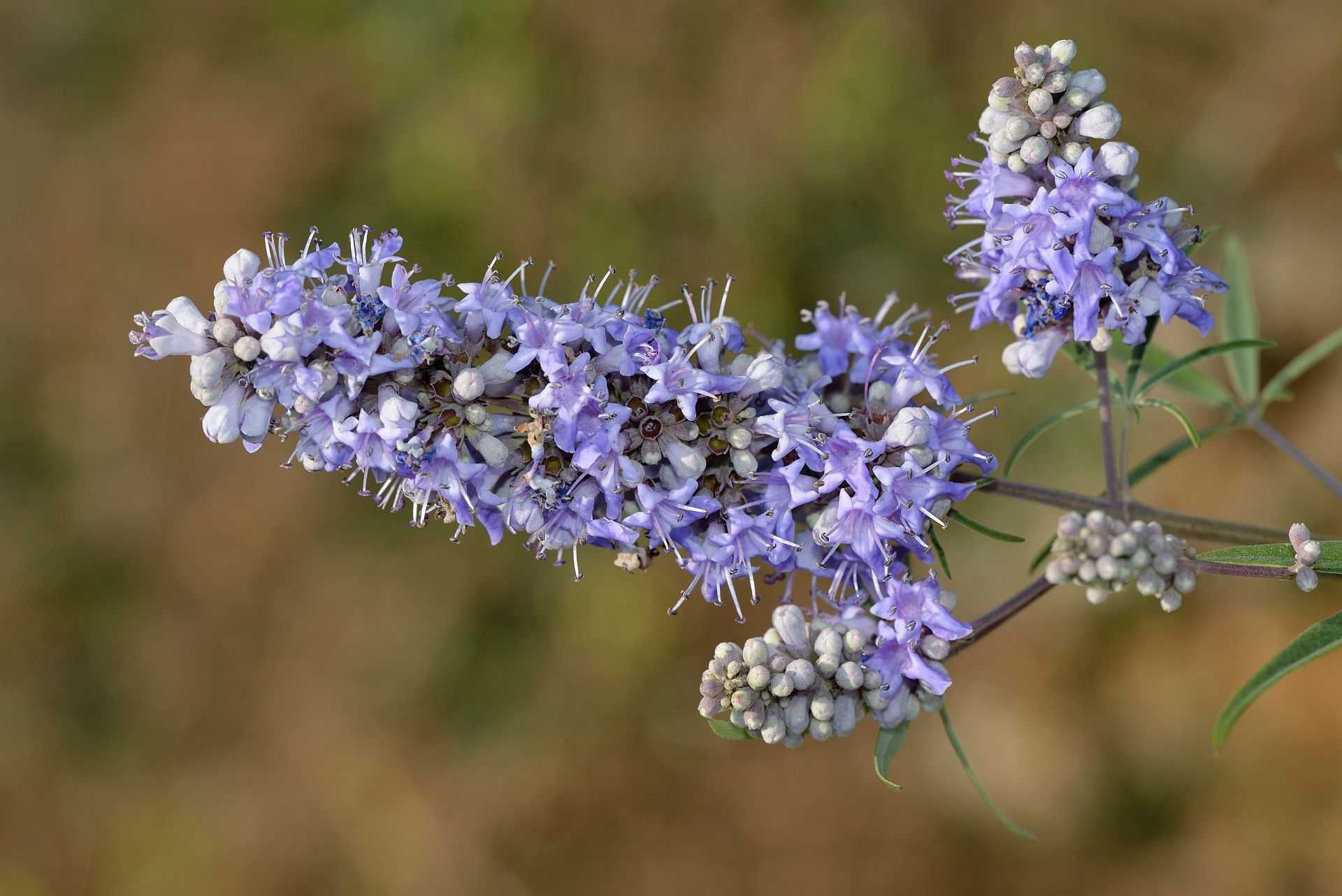 Vitex jahňací, kvet zblízka